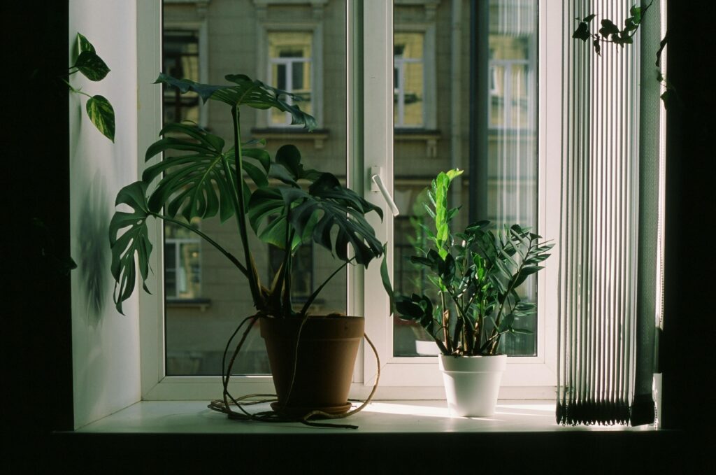 small space plants ideas