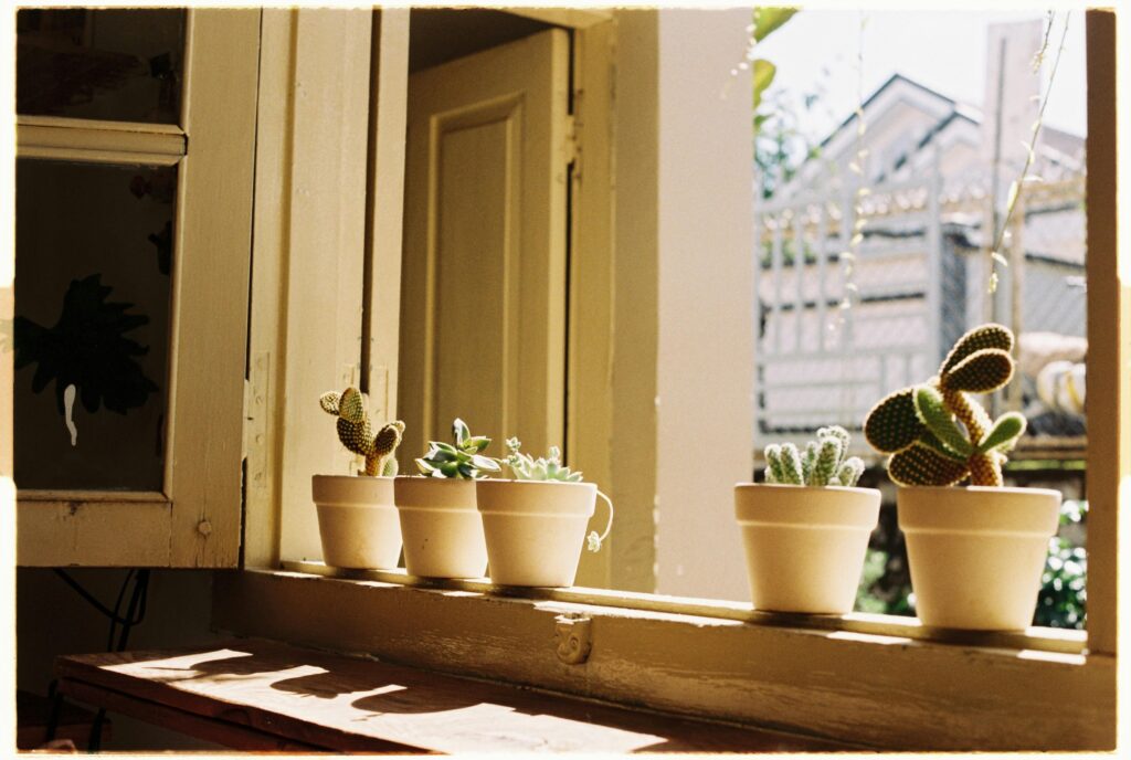 small space plants ideas